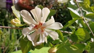 Calycanthus Venus  allspice sweetshrub spicebush hybridvery fragrant plant for a UK small garden [upl. by Noswal]