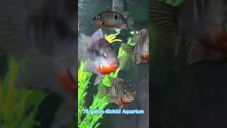 Firemouth Cichlids aquarium fy fishtank aquariumfish pets tropicalfishtankcichlidtankfishies [upl. by Snahc]