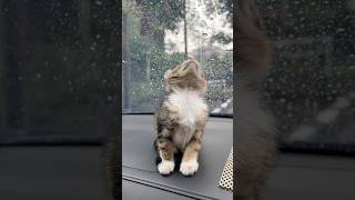 molly’s first time seeing rain 🐾 kitten [upl. by Llenyaj536]