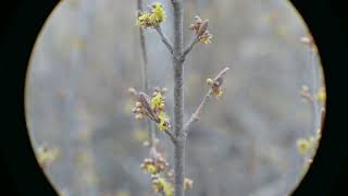 Shepherdia canadensis Canada Buffaloberry flowering [upl. by Angeline83]