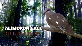 Alimokon Call Good for Hunting  White Eared Brown Dove  Nature  Forest Calming bird sounds [upl. by Schoenburg]