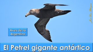 Petrel gigante antártico Southern Giant Petrel Macronectes giganteus Aves de la Argentina [upl. by Siro]