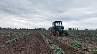 Прополка міжрядки  оприскування від бурянів  Знову все не встигаю [upl. by Adnara]