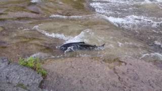 Salmon Run 2016 at Ganaraska River Port Hope Ontario Canada [upl. by Llednew132]