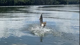 BIG MUSKY…BIG BASS 6324 Leesville Lake Ohio [upl. by Radack960]