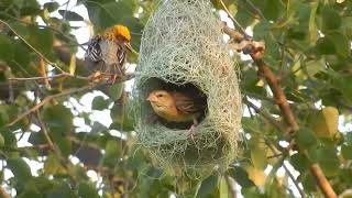 The Nest is Made with Incredible Skill  An Amazing Nesting Bird  King of Nest Making [upl. by Bell457]