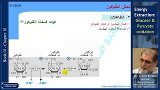 Glycolysis amp Pyruvate Oxidation 01 Reactions [upl. by Revlis]