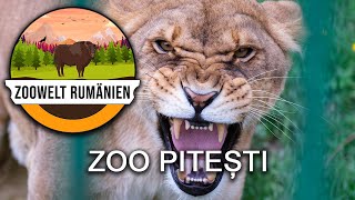 Zoo Pitești  Ein löwenstarker Zoo im Wald  Zoowelt Rumänien [upl. by Ahsienaj]