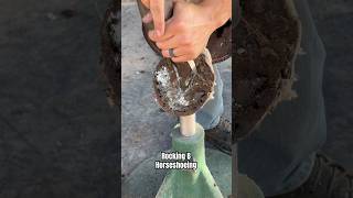 Taking off horseshoe asmr horsehoof satisfying horsegrooming shortsviral horsehooftrimming [upl. by Lledor]