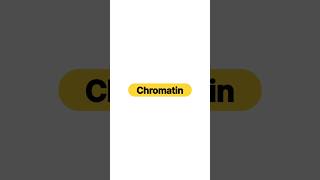 Chromatin [upl. by Merci]