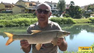 MONDO PESCA  IL TAGLIO DELLA CORRENTE  CANALE MUZZA  LODI  BARBI  pescasportiva method [upl. by Apostles380]