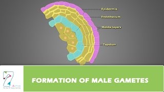 Formation of Male Gametes [upl. by Irab]