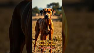 Meet the Rhodesian Ridgeback bigdog huntingdog activedog [upl. by Vokay]