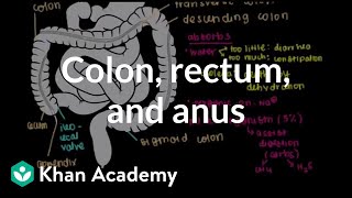 Colon rectum and anus  Gastrointestinal system physiology  NCLEXRN  Khan Academy [upl. by Bogusz]