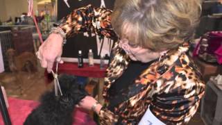 Affenpinscher Show Grooming new products [upl. by Doner]