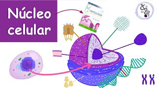 Núcleo Celular Componentes funciones  Histología Ross [upl. by Nyrek]