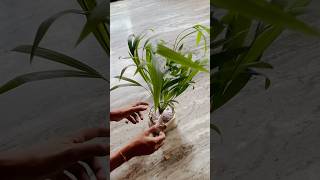 unboxingvideo from nurserylive Arecapalm nature plantlover minivlog reels shorts trending [upl. by Adelpho]