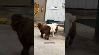 Mini cows go explore the barn on their own highlandcattle minicows cuteanimals babyanimals [upl. by Wooldridge]