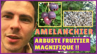 🟣 L AMELANCHIER 👌 Arbuste Fruitier INCONTOURNABLE pour une HAIE FRUITIERE COMESTIBLE [upl. by Rumery]