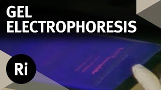 How Does Gel Electrophoresis Work  Christmas Lectures with Walter Bodmer [upl. by Eitsirhc]