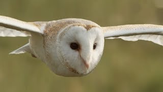 Graceful Barn Owl Hunting in the Daytime  BBC Earth [upl. by Dirtsa]