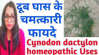 Cynodon dactylon  दूर्वा  दूब  हरियाली घास के औषधीय गुण  Cynodon dactylon Homeopathic  दूब घास [upl. by Hyrup]