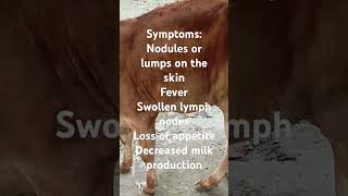 Lumpy Skin Disease in cattle viral spreads via insect causes skin lumps fever reduced milk lsd [upl. by Erelia736]