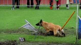 European Open 2010 Liberec SLOW MOTION PREVIEW by wwwDogSportscz [upl. by Anelram743]