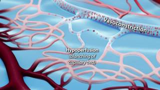 Capillary Blood Flow [upl. by Uela]