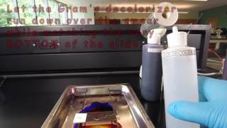 How to Make a Gram Stain [upl. by Earla]