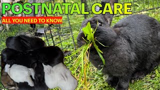 How to Care for Pregnant amp Nursing Rabbits [upl. by Germaine]