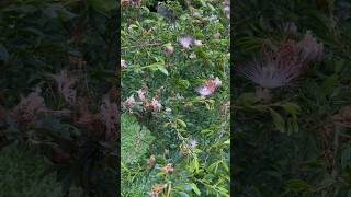 আল কোরআন এর সূরা আর Calliandra brevipes flowers allah quran islam surah flowers shorts love [upl. by Farmann]