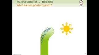 Making sense of    tropisms [upl. by Eintihw]