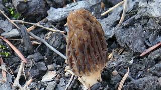 Black Morel [upl. by Naval]