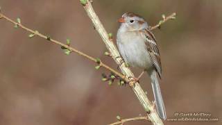 Field Sparrow in Maine [upl. by Anomas850]