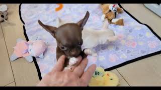 Meet teacup chihuahua puppy Bonita🎵🐕 Cute Chihuahua puppyentertainer 💕 [upl. by Kcirb]