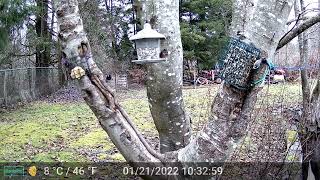 Stellers Jays Grey Squirrels and other backyard guests part 2 some audio [upl. by Anirb]