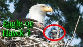 Hawk raised by Eagles  The complete Story [upl. by Barcroft746]