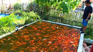 You wont believe this THOUSANDS of fish in GREEN WATER fish tank  SECRETS REVEALED [upl. by Weiser]