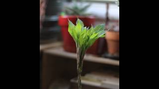 Time lapse growth of Amorphophallus Konjac [upl. by Flanna]