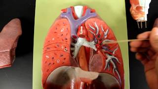 RESPIRATORY SYSTEM ANATOMY Larynx to lung model [upl. by Malita]