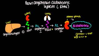 Renin Angiotensin Aldosterone System RAAS  Short and sweet [upl. by Caria]