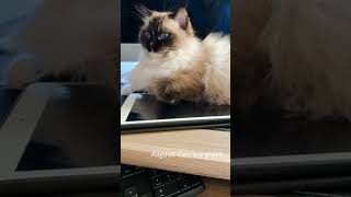 🌍 Ragdoll Cats Acts Like Dogs ragdoll cats Dogs pets animals petlovers [upl. by Neelrak231]