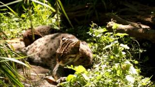 Blijdorp Jonge Vissende Kat [upl. by Sanford]