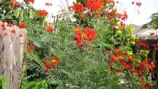 Pride of Barbados Caesalpinia pulcherrima Lisas Landscape amp Design quotPlant Pick of the Dayquot [upl. by Ednil601]