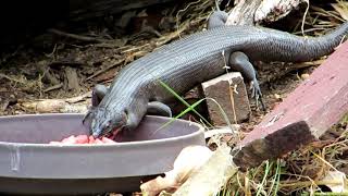 King Skink colony in our yard [upl. by Kallick530]