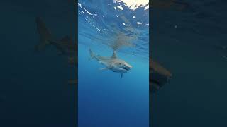 Tiger Shark Following Me In The Deep Sea😳 shark sharks tigershark sharkdiving [upl. by Anitrak]