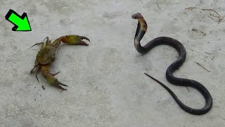 Los Animales comienzan a PELEAR cuando SE VEN  Cap 45  CANGREJO vs COBRA [upl. by Jollanta316]