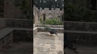 lokrum island peacocks April 2024 [upl. by Yeldahc]