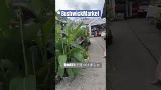 NY BrooklynのBushwickで発見！ [upl. by Noivax]